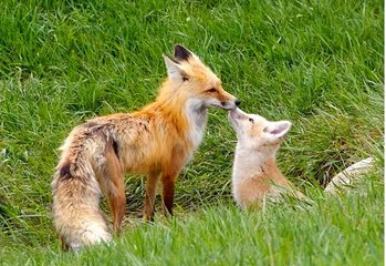 BBC Radio 4 - Farming Today Fox Control  5Mar15