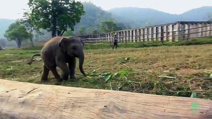 Ce que Fait ce Bébé Éléphant va vous Emouvoir