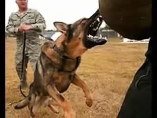 شاهد بالفيديو _ الكلب الذى ثأر للرسول صلى الله عليه وسلم .. ستدمع عيناك