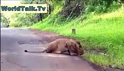 Man and Lion - Amazing - Video Dailymotion