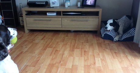 Spaniel Siblings Simply Can't Share Their Ball