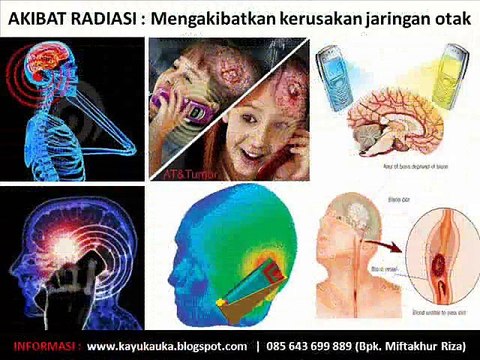 0856 4369 9889, Kayu Kokka Asli, Kayu Kaukah Asli, Gelang Kokka