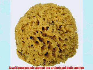 Unbleached Sea Sponge Soft Honeycomb 15.2-16.5cm 6-6.5 inches