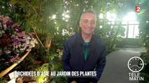 Jardin - Orchidée d’Asie au Jardin des Plantes