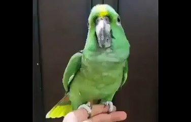 Piyara sa Parrot Pora kalma suna raha hai