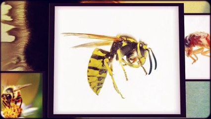 A 1 Wolverine Exterminating CO - (803) 872-4638