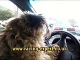 Dog drives car for Uk’s top horse racing tipster to take him to the races