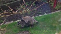 Raccoon couple making love but kids think they're wrestling
