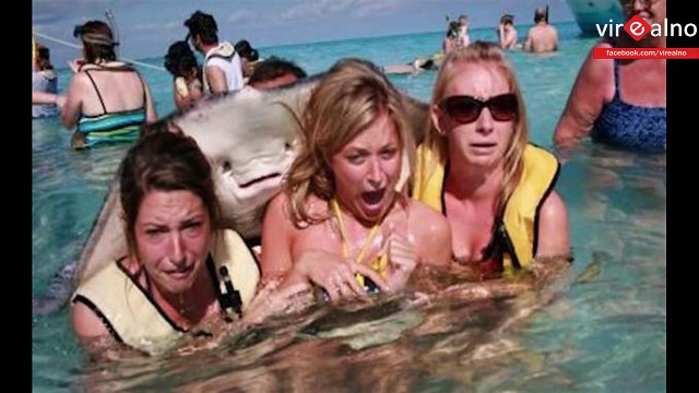 15 Best Animal Photobombs Ever