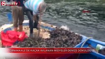 Kaçak avlanan midyeler denize bırakıldı