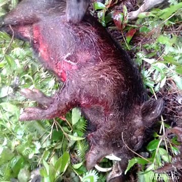Oahu/Hawaii Pig / Hog Hunting Boars R Us 2014