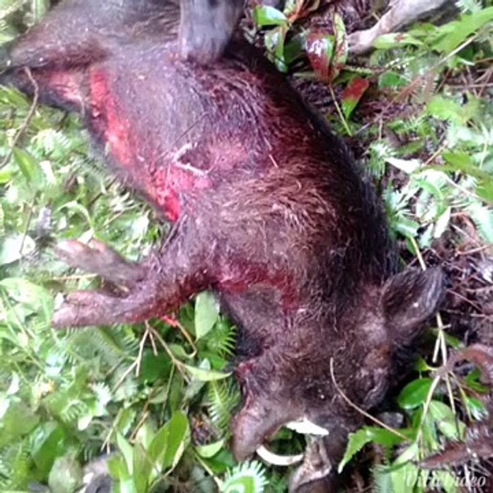 Oahu/Hawaii Pig / Hog Hunting "Boars R Us" 2014