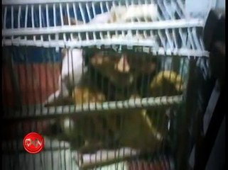 Extranormal ¿Evidencias o Fraudes Ridículos?