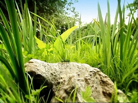 Minuscule : La Vie privée des insectes saison 1 E76 Hop
