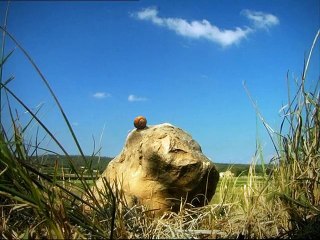 Minuscule : La Vie privée des insectes saison 1 E69 Pot De Colle