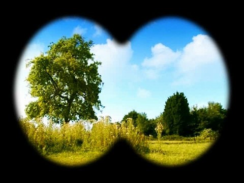 Minuscule : La Vie privée des insectes saison 1 E71 Nuit Blanche