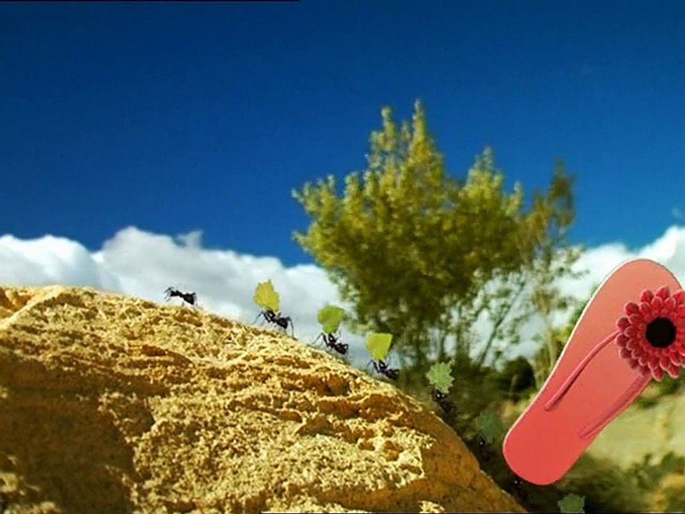 Minuscule : La Vie privée des insectes saison 1 E77 Fourmi Rose