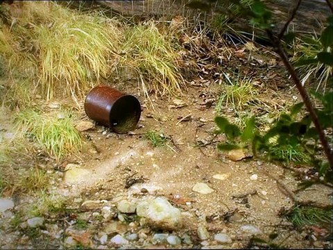 Minuscule : La Vie privée des insectes saison 1 E60 A Tes Souhaits