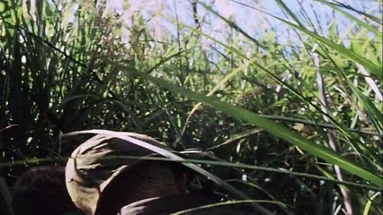 VIETNAM CAP 2, ESPAÑOL LATINO