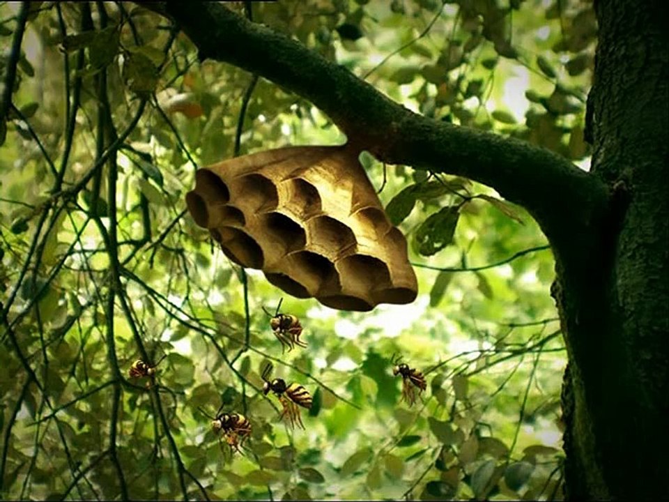 Minuscule : La Vie privée des insectes saison 1 E62 Top Depart