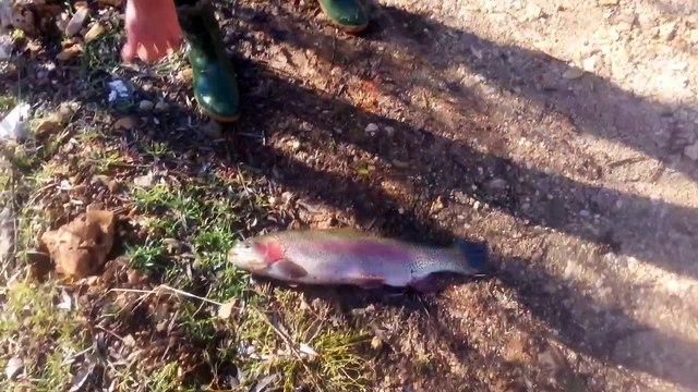 antalya alabalik avi