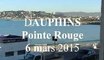 Marseille : des dauphins à la Pointe-Rouge