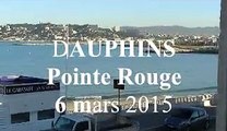 Marseille : des dauphins à la Pointe-Rouge