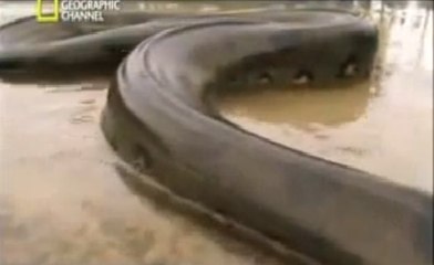 biggest snakes in the world