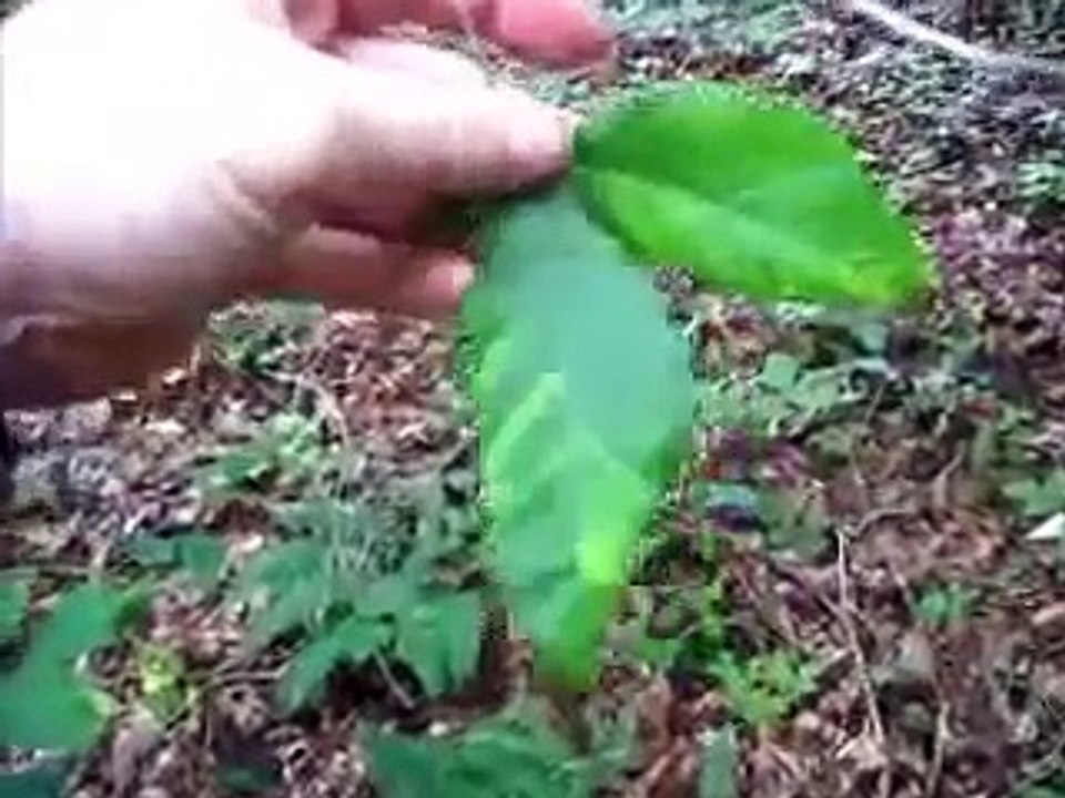 Beech tree