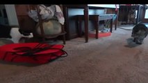 Cats and kitty Get Scared of Stuffed Bobcat