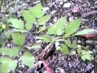 Black Cohosh