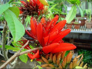 GUL E NISHTER QUICK GROWING TREE BY DR.ASHRAF SAHIBZADA