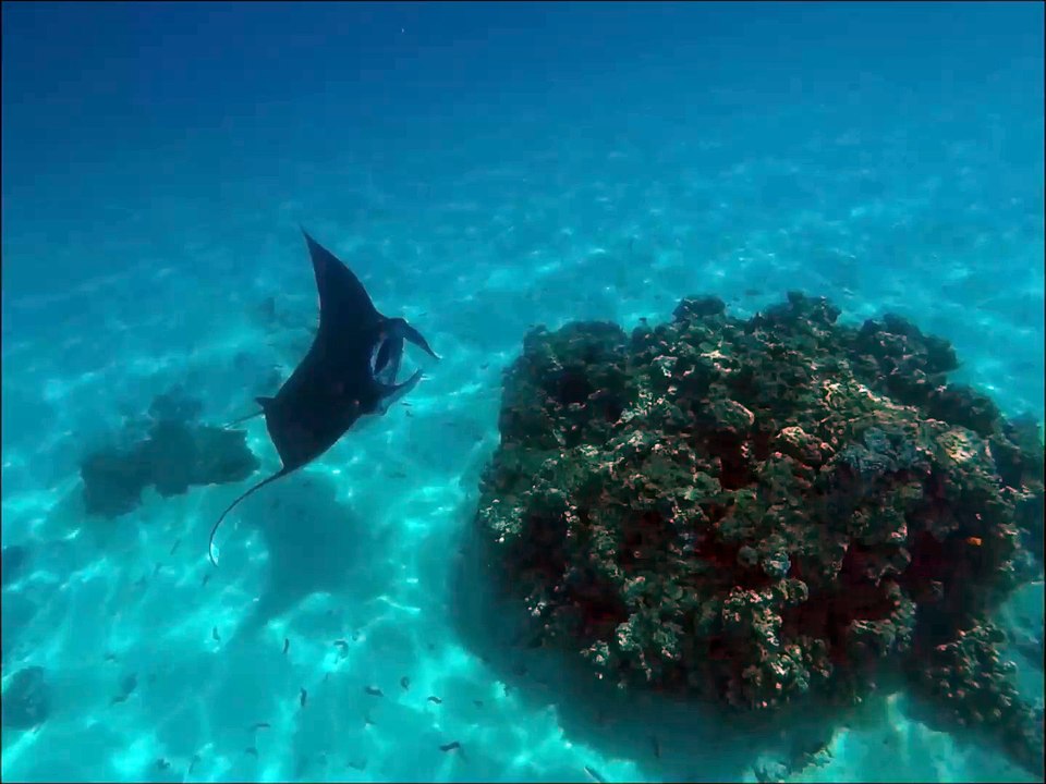 Raie Manta - Maupiti