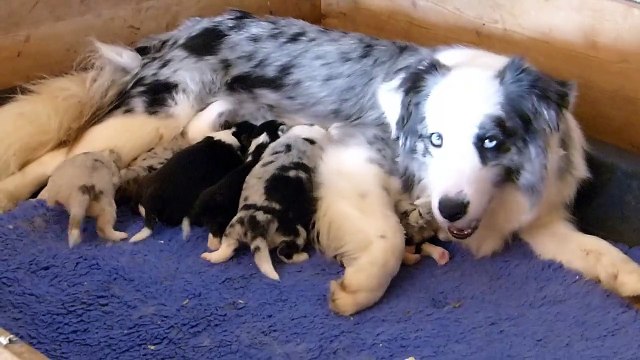 Mafalda's Border Collie - Cachorros Hada & Wind 08-03-15