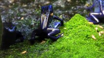 Mavi Zehirli Ok Kurbağası