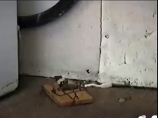 Çin Malı Fare Kapanı :)))