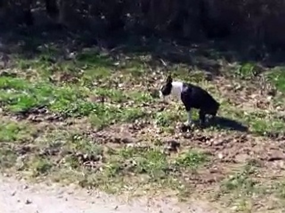 Espionne en promenade