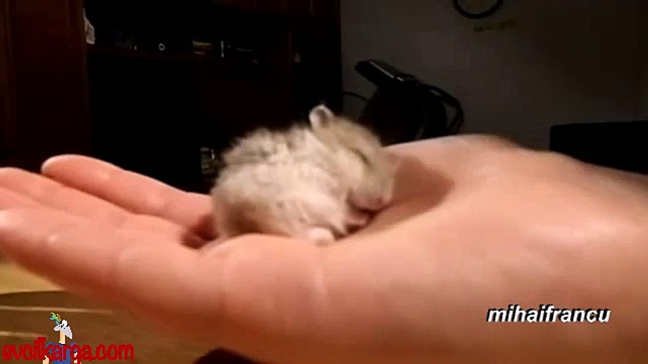 Horlayan hamster