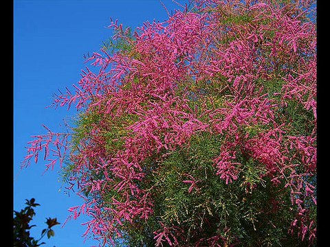 Trees for water logged and saline soils by Dr.Ashraf Sahibzada