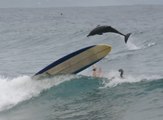 SURFING WITH DOLPHINS AT BYRON BAY