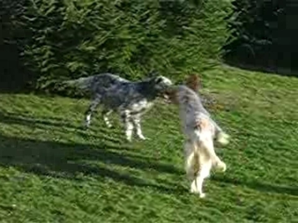 Bulle l'enquiquineuse