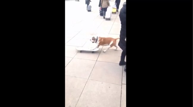 Skateboarding Dog Shows Off His Moves