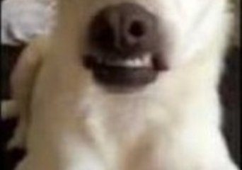 Dog Makes Scary Face on Cue