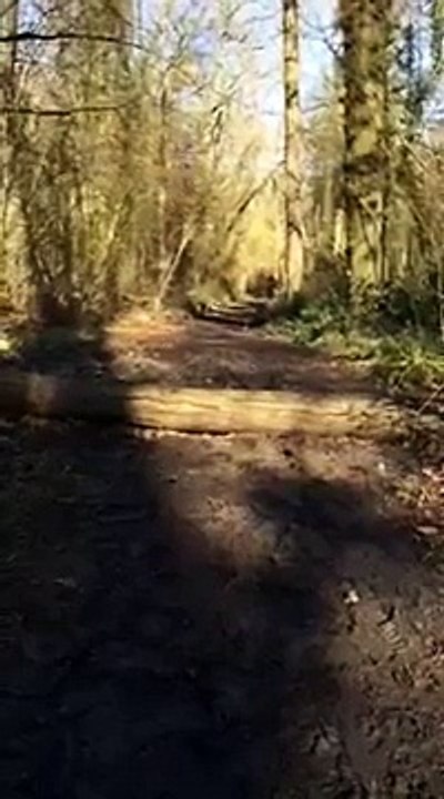 Bad dog jump