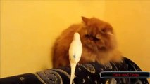 Birds annoying cats compilation