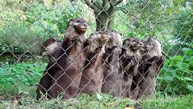 Des loutres attendent le gardien d'un zoo