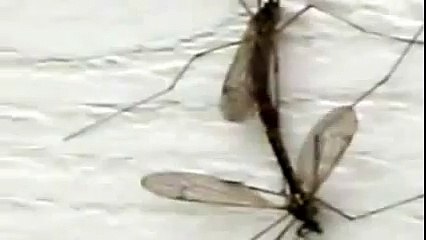 Fly Mating and Stuck Together   Close Up