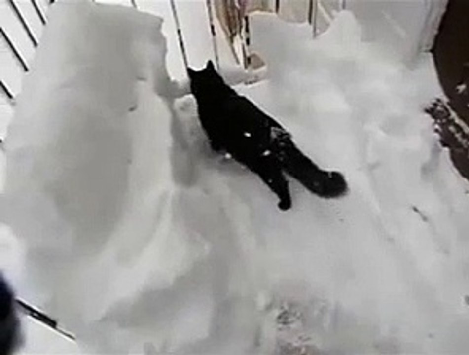 Cat jumps into snow