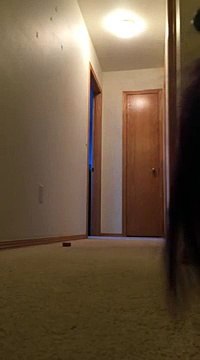 Cockatoo running and yelling nonsense