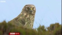 BBC News - Would changing the law protect Britain's birds of prey 25 Feb13